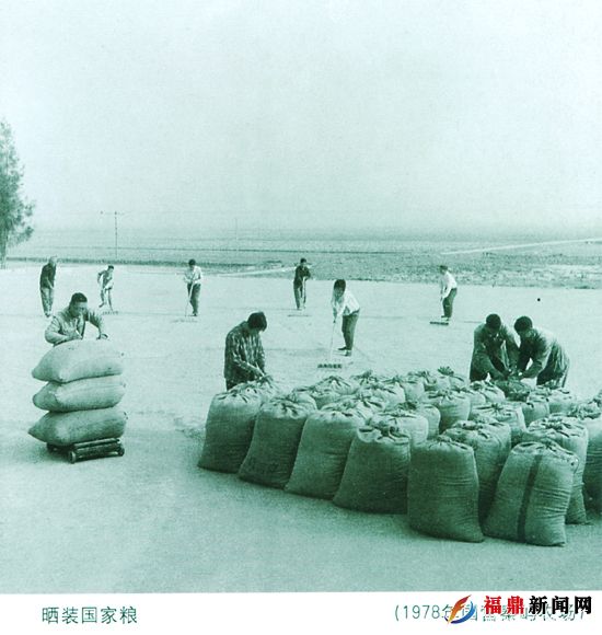 曬裝國家糧（78年國營秦嶼農場）.jpg
