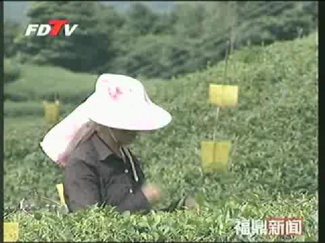 福鼎：入選全國茶葉質量可追溯制度建設示范區試點單位