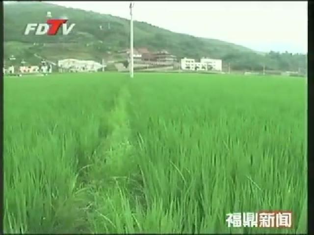 福鼎：成立福建省首個農民專業合作社黨組織
