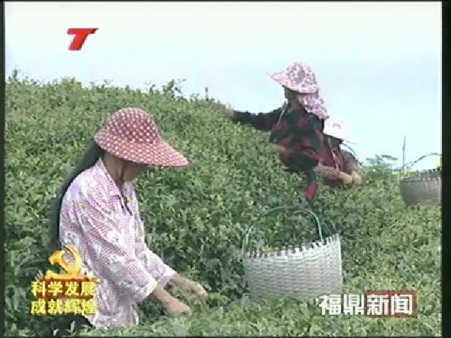 福鼎：打造質量安全生命線 助推白茶產業華麗轉身