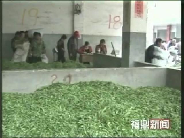 福鼎：秋茶農殘指標檢驗情況良好