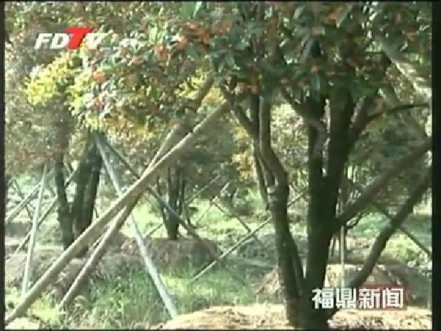 點頭馬洋村：發展桂花特色農業