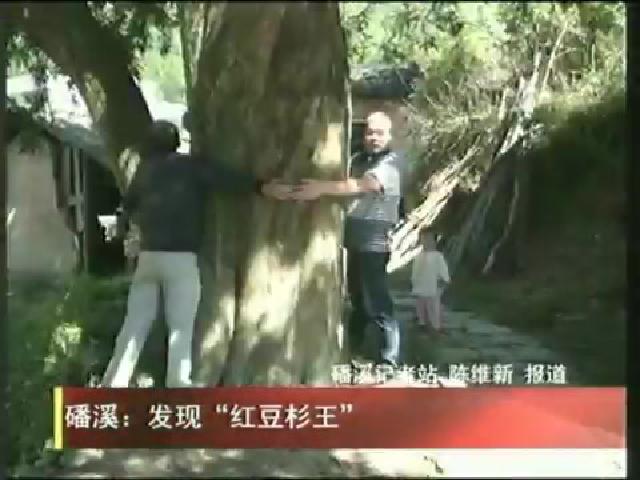 磻溪：發現“紅豆杉王”