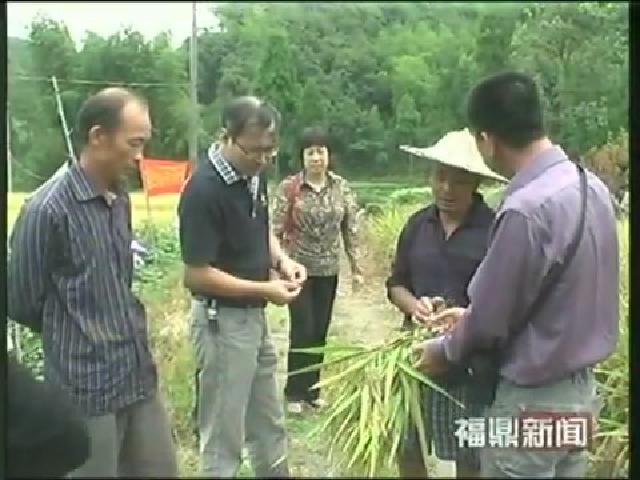 福鼎：引種“紅米”新品種促進山區糧農增收