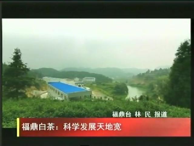 福鼎白茶：科學發展天地寬