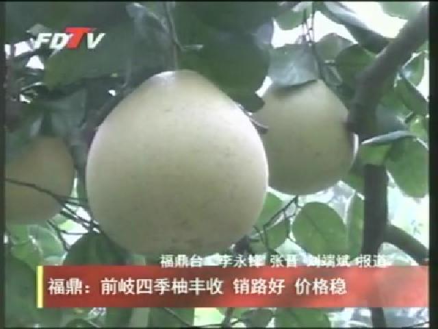 福鼎：前岐四季柚豐收 銷路好 價格穩