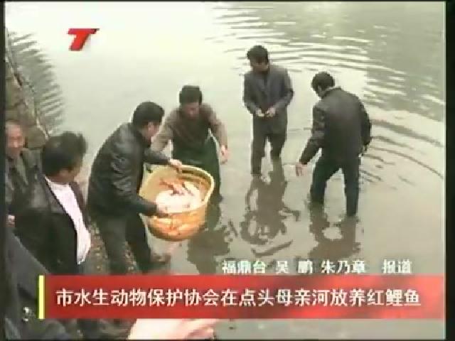市水生動物保護協會在點頭母親河放養紅鯉魚