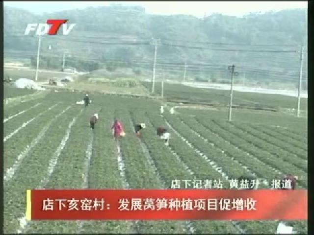 店下亥窯村：發展萵筍種植項目促增收