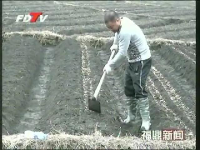 磻溪農民大力發展太子參