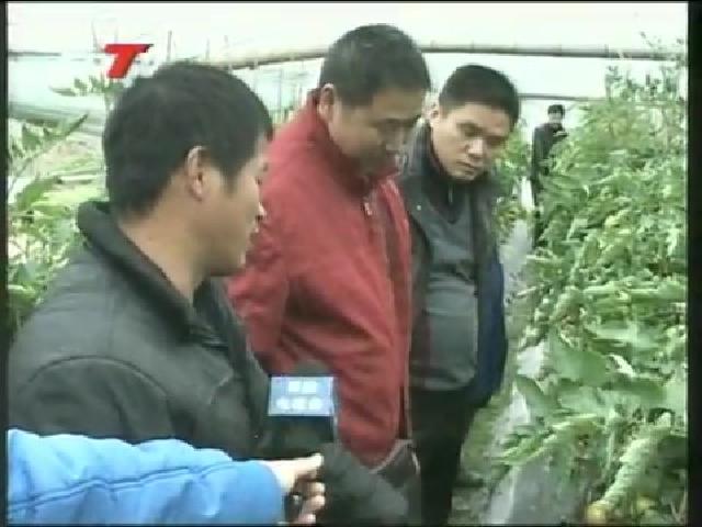 省農業專家為店下特色農業生產“問診支招”