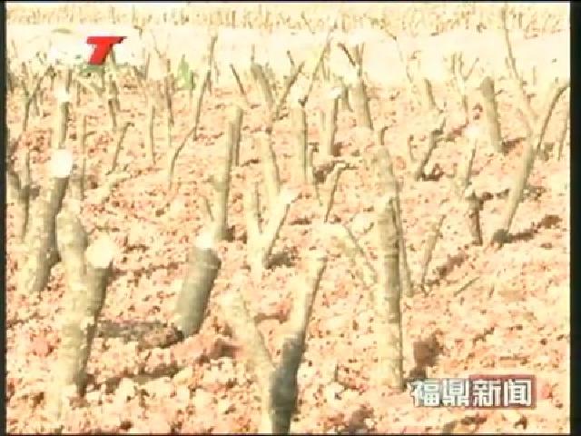 陳其春到貫嶺鎮茗洋村開展“四下基層、四解四促”調研活動