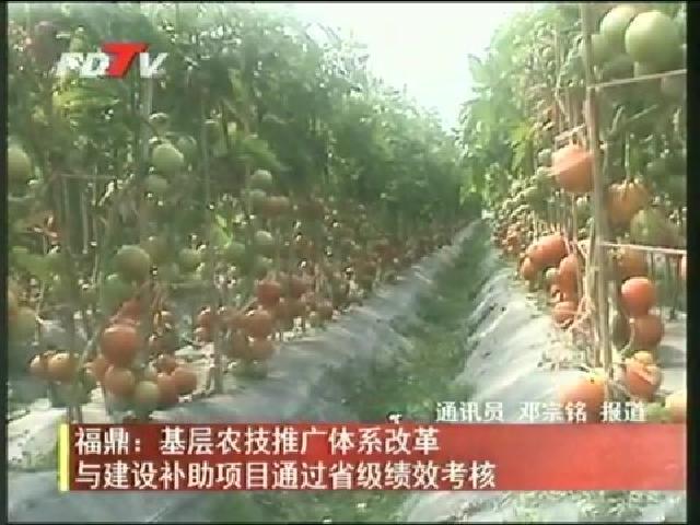 福鼎：基層農技推廣體系改革與建設補助項目通過省級績效考核