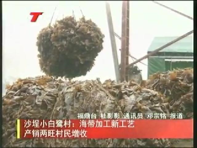 沙埕小白鷺村：海帶加工新工藝產銷兩旺村民增收