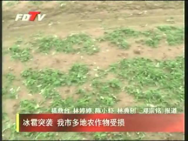 冰雹突襲 我市多地農作物受損