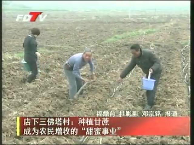店下三佛塔村：種植甘蔗 成為農民增收的“甜蜜事業”