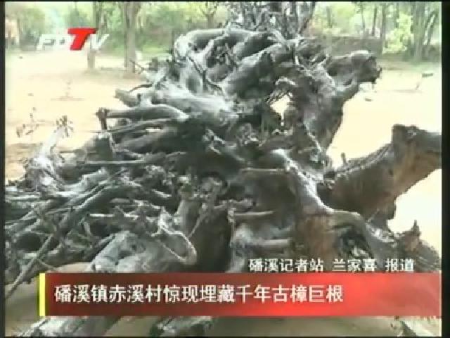 磻溪鎮赤溪村驚現埋藏千年古樟巨根
