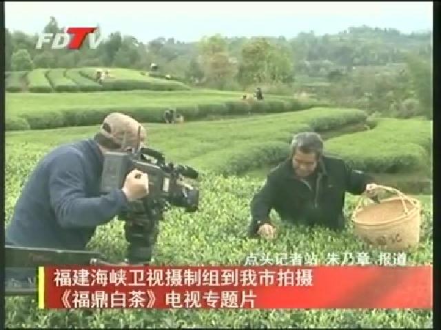 福建海峽衛視攝制組到我市拍攝《福鼎白茶》電視專題片