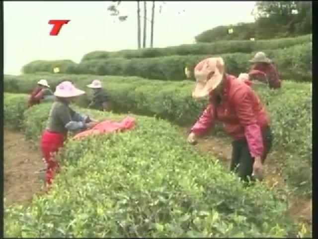 白琳：打好“生態有機”牌，做大做強茶產業