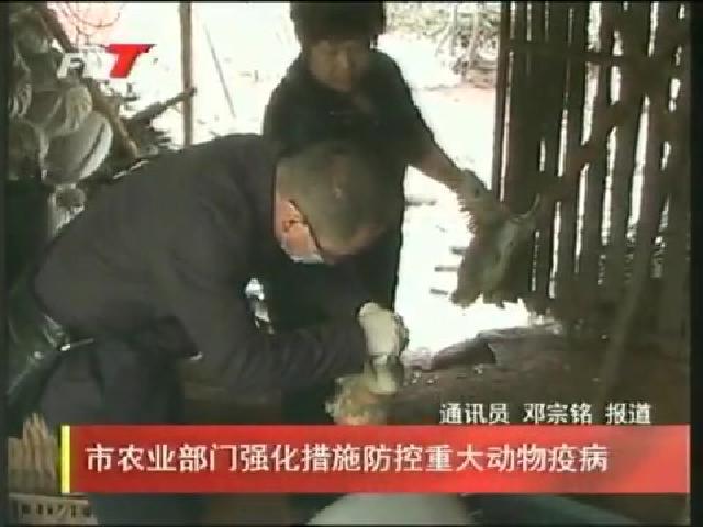 市農業部門強化措施防控重大動物疫病