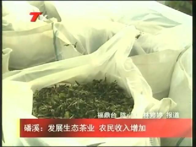 磻溪：發展生態茶業 農民收入增加