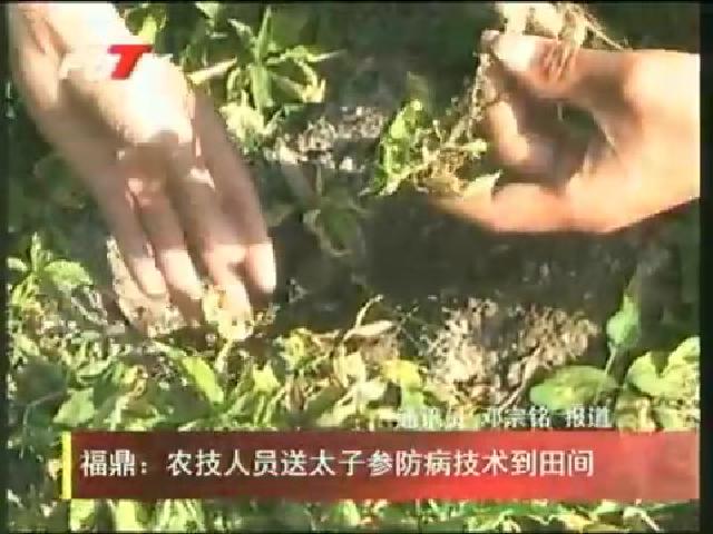 福鼎：農技人員送太子參防病技術到田間
