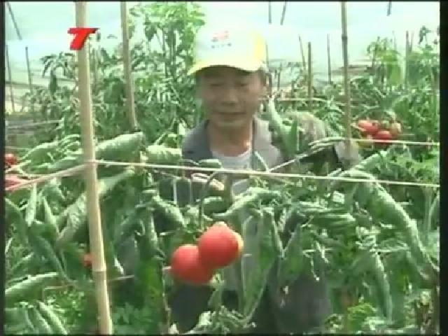福鼎：現代農業發展模式 拓寬農民增收渠道