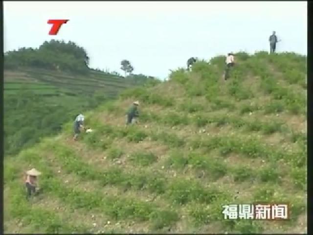 福鼎玉湖金銀花合作社發展生態中藥材帶動農民增收