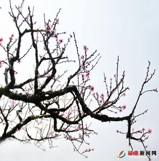 爭春--劉學斌.jpg