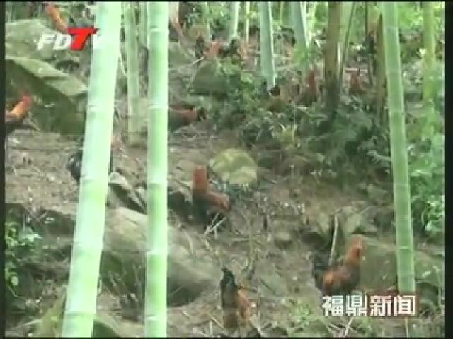 磻溪農民生態養雞促增收