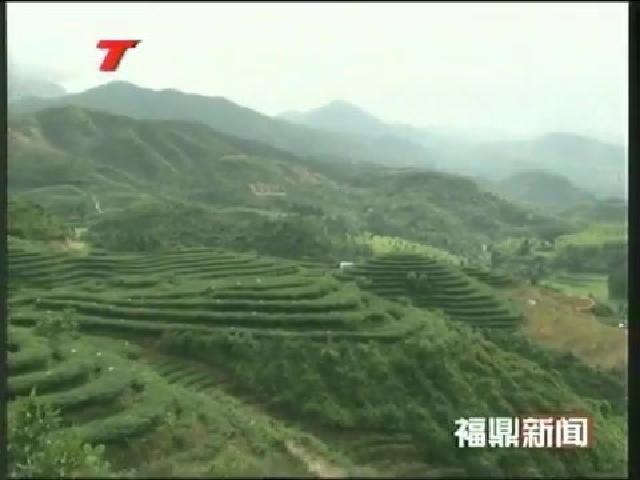 福鼎白茶：打造山地農業的新標桿
