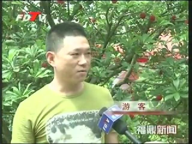 管陽：采摘晚熟高山東魁楊梅 讓你體驗農家樂