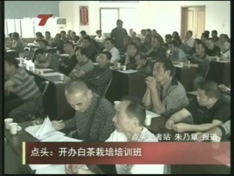 點頭：開辦白茶栽培培訓班
