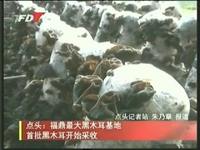 點頭：福鼎最大黑木耳基地首批黑木耳開始采收