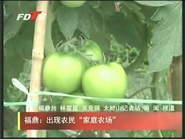 福鼎：出現農民“家庭農場”