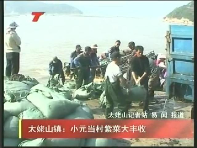 太姥山鎮：小元當村紫菜大豐收