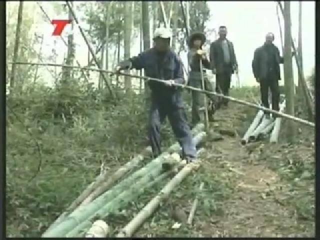 磻溪：加強毛竹林地墾復管理 科學培育促豐產