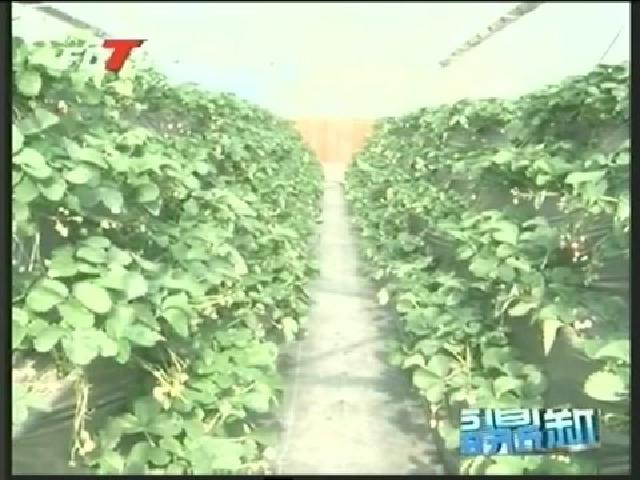 陳其春調研農業項目 新農村建設工作