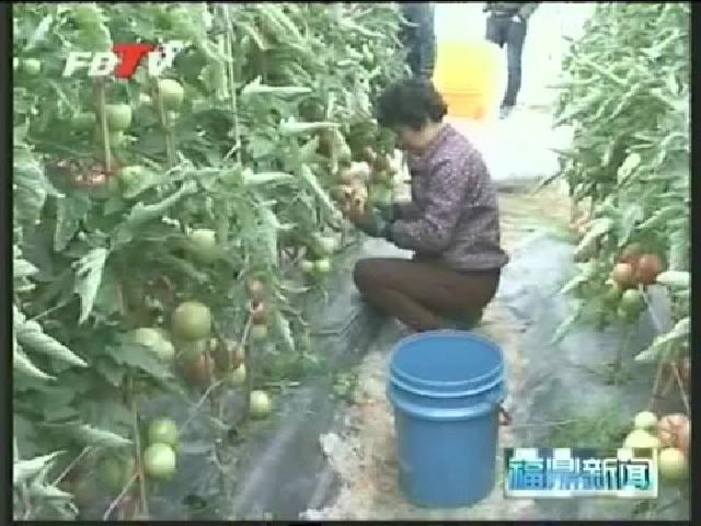 店下：西紅柿采收上市 畝產比去年增加20%