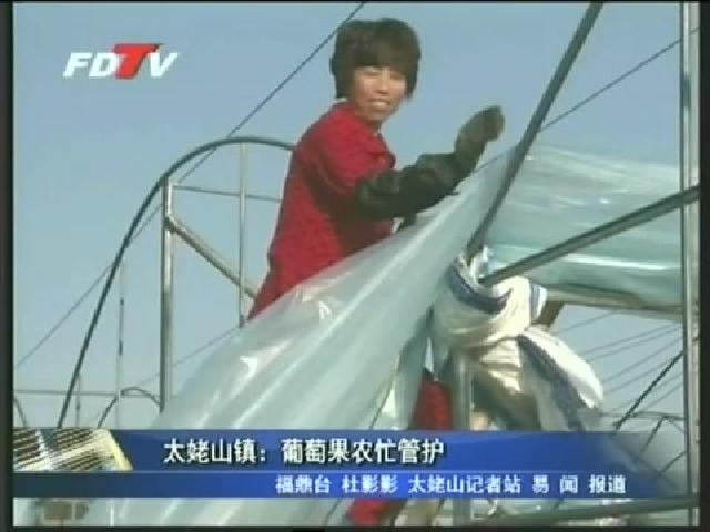 太姥山鎮：葡萄果農忙管護