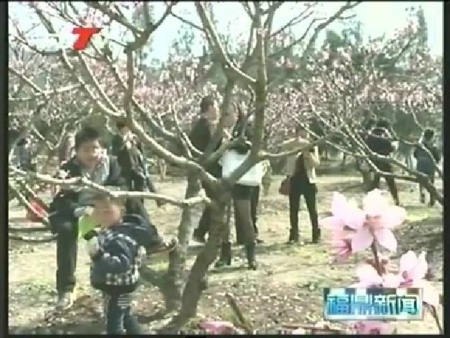 前岐：舉辦“桃花節”