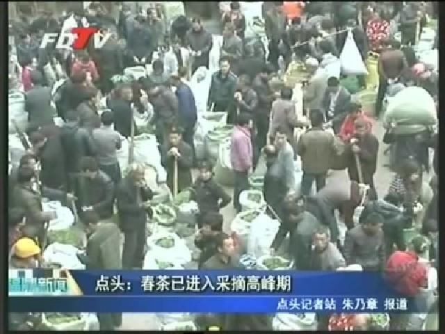 點頭：春茶已進入采摘高峰期