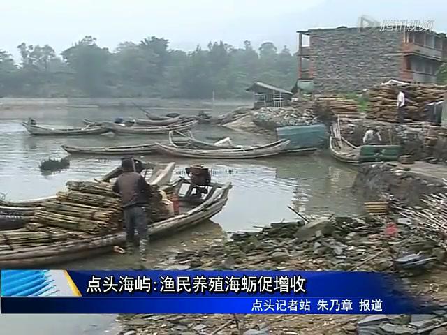 點頭海嶼：漁民養殖海蠣促增收