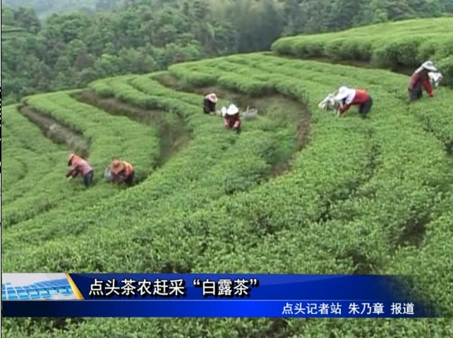 點頭茶農趕采“白露茶”