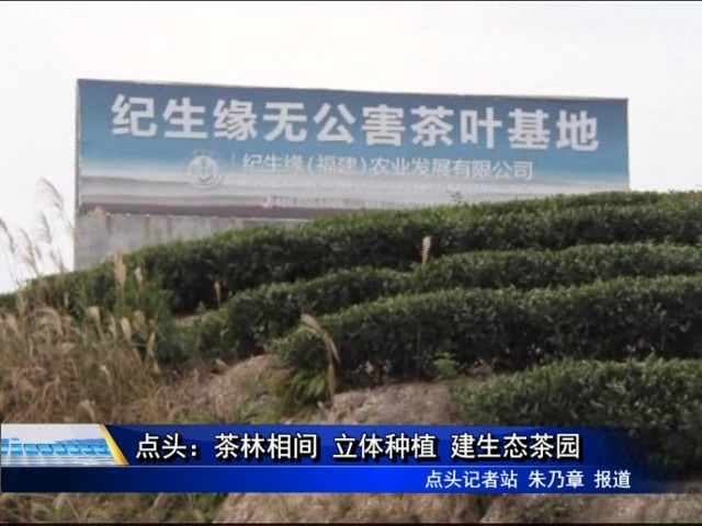 點頭：茶林相間 立體種植 建生態茶園