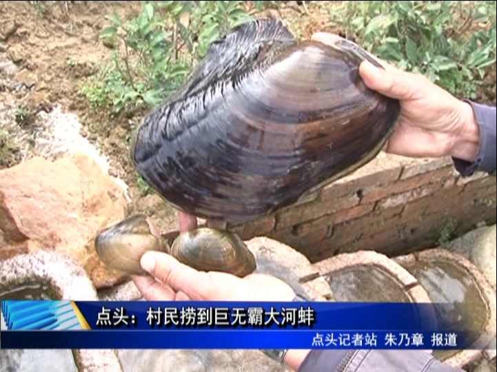 點頭：村民撈到巨無霸大河蚌