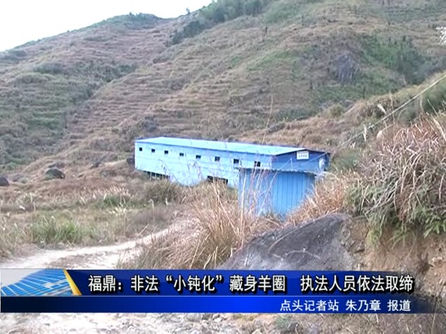 福鼎：非法“小鈍化”藏身羊圈 執法人員依法取締