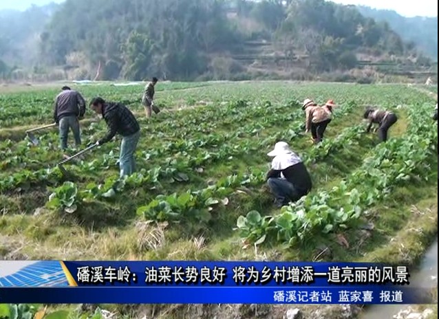 磻溪車嶺：油菜長勢良好 將為鄉村增添一道亮麗的風景
