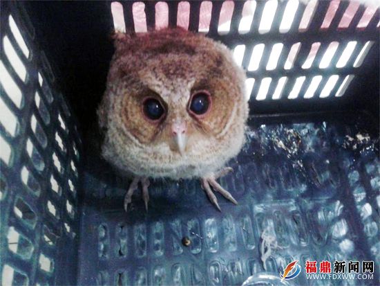 福鼎警方救助國家二級保護動物草鸮2.jpg