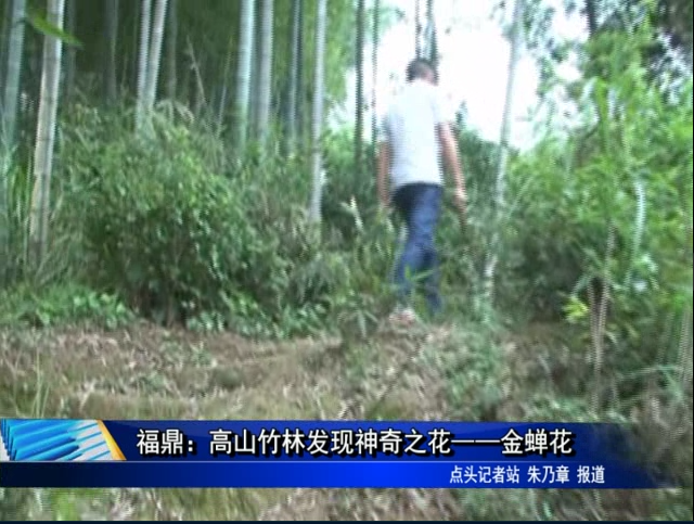 福鼎：高山竹林發現神奇之花——金蟬花