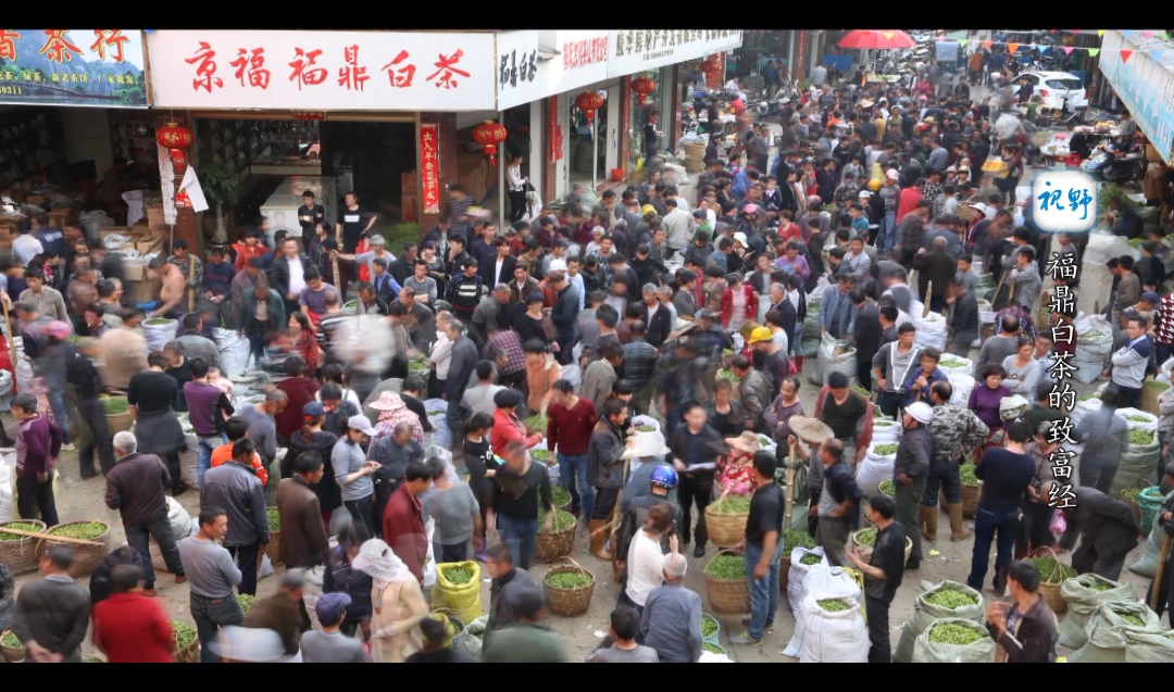福鼎白茶致富經